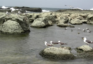 black-tailed gulls.jpg